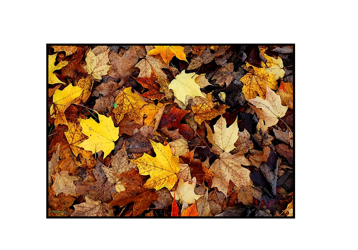 Dörrmatta Leaf 45x75 med naturtroget digitaltryck av färgstarka höstlöv